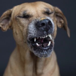 Meet your Posher, Alexa